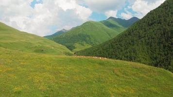 flygflyg över många gula bikupor omgivna av kaukasisk grönska i bergen video