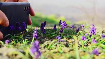 statico vista ravvicinata vibranti fiori primaverili viola selvatici fotografati con obiettivo macro per smartphone all'aperto.