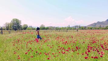 Rückansicht junge brünette kaukasische hübsche Frau glücklicher Spaziergang im Mohnfeld Genießen Sie den Frühling in der Einsamkeit auf dem Land von Georgia. urlaubs- und frühlingskonzept video