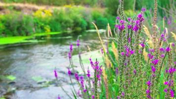 Closeup view ARPA river in Armenia countryside by Jermuk mineral spa resort video