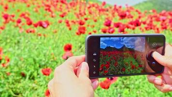 Close up view hand holds smartphone with flowers in display outdoors in poppy flower field. Smartphone photography and content creation concept.