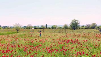 Cinematic aerial low angle view springtime poppy field with young woman enjoy sunny weather and blooming nature.