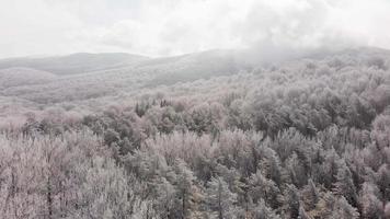 vuelo aéreo sobre el panorama nevado del bosque sabaduri en invierno. paisaje invernal del parque nacional de tbilisi. video