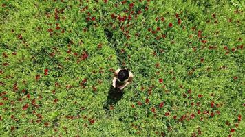 Luchtfoto van boven naar beneden jonge blanke mooie vrouw geniet van de lente natuur buitenshuis en ruik papaverbloem in een groen papaverbloemveld video