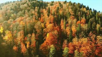 vista aérea texturas coloridas de árvores no outono ao ar livre. paisagem panorama filas de árvores de outono em colina com fundo de céu azul em dia ensolarado