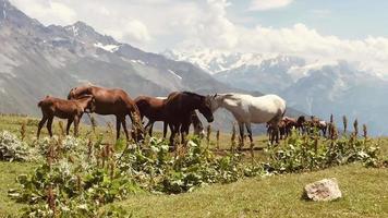 Static close up view of standing flock of horses with caucasian mountain background in summer