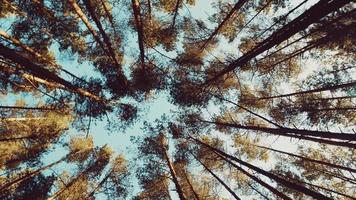 kijk omhoog, onderaanzicht van pijnbomen in het bos in de zon. royalty's hoogwaardige gratis 4k-videobeelden van grote en hoge dennenboom met zonlicht, onbewolkt in het bos bij het opzoeken van de blauwe lucht video
