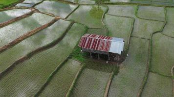 Luftdrohnenansicht der Landwirtschaft in Reis auf einem schönen, mit Wasser gefüllten Feld. Tagesflug über die grünen Reisfelder. kleine Hütte in den Reisfeldern. natürlich der texturhintergrund. video