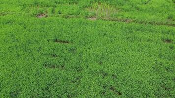 diminuir o zoom, visão aérea do drone da agricultura em campos de arroz para cultivo. voo sobre o campo de arroz verde durante o dia. natural o fundo da textura. video