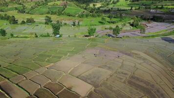 vista aerea del drone dell'agricoltura nel riso su un bellissimo campo pieno d'acqua. volo sopra la verde risaia durante il giorno. piccole capanne sono sparse per tutta la risaia. concetto naturale. video