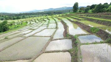 Aerial drone view of agriculture in rice on a beautiful field filled with water and mountains. Flight over the green rice field during the daytime. Natural the texture background. video