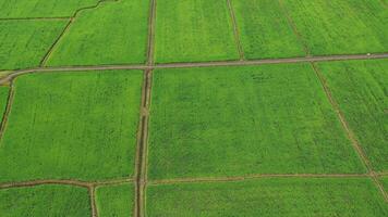 flyg drönare vy över jordbruket i risfält för odling. flygning över det gröna risfältet under dagtid. naturlig textur bakgrunden. video