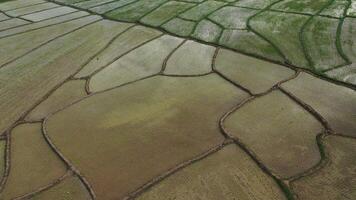 Herauszoomen, Luftdrohnenansicht der Landwirtschaft in Reis auf einem wunderschönen, mit Wasser gefüllten Feld. Tagesflug über die grünen Reisfelder. natürlich der texturhintergrund. video