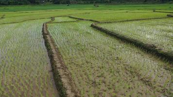vista aérea de drones de la agricultura en arroz en un hermoso campo lleno de agua. vuelo sobre el campo de arroz verde durante el día. pequeñas cabañas en los arrozales. natural el fondo de textura.
