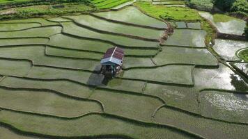 vista aerea del drone dell'agricoltura nel riso su un bellissimo campo pieno d'acqua. volo sopra la verde risaia durante il giorno. piccola capanna nelle risaie. naturale lo sfondo della trama. video