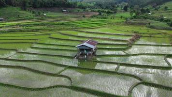 alejar, vista aérea de drones de la agricultura en campos de arroz para el cultivo. vuelo sobre el campo de arroz verde durante el día. pequeña choza en el arrozal. natural el fondo de textura. video