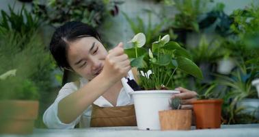 ritratto di una giovane giardiniera asiatica che pianta un albero nel vaso. la femmina sta spalando il terreno. donna che pianta una pianta decorativa in casa. verde domestico e concetto di stile di vita. video