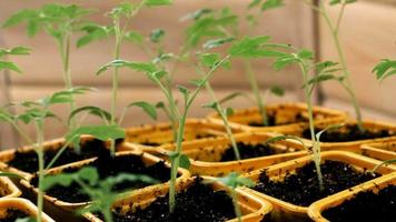 piantine verdi di pomodoro da coltura vegetale, piantine piantate in un contenitore giallo, la telecamera si muove lungo le piantine, video