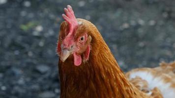 close-up de uma galinha marrom olhando para a lente. um animal de fazenda doméstico no quintal. video