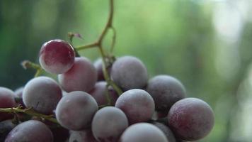 tiro panorâmico e close-up de uvas vermelhas congeladas