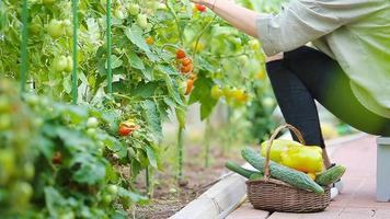 cesta de primer plano de vegetación y vagetables en el invernadero. tiempo de cosechar. video