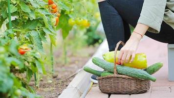 cesta de primer plano de vegetación y vagetables en el invernadero. tiempo de cosechar. video