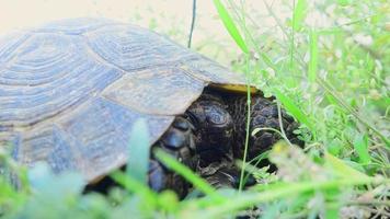 close-up vista tartaruga em câmera lenta cabeça de área gramada se esconde na casca. conceito de república da vida selvagem na geórgia video