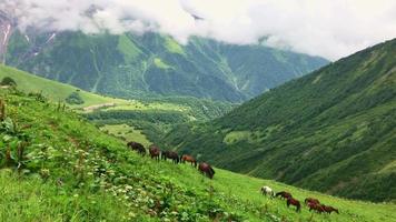 vista panorámica de muchos caballos coloridos juntos comiendo hierba en un entorno de paisaje verde natural con un hermoso fondo de montañas del cáucaso. región de racha en georgia. video