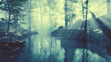 dark pond in mysterious forest