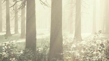 mist in het bos op een koude winter bewolkte dag met eerste sneeuw video