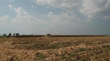 8K Combine Harvester Harvesting In Dry Cornfield video