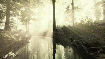 lagoa escura na floresta misteriosa video