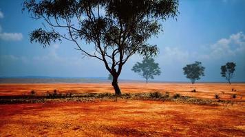 árbol de acacia en la sabana africana video