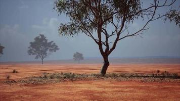 Acacia triis dans le paysage africain video