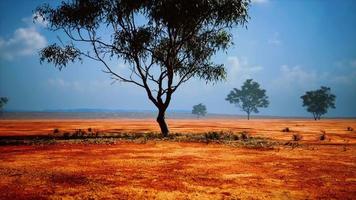 acacia triis in afrikaans landschap video