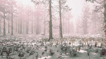 mistica foresta invernale con neve e raggi del sole che arrivano attraverso gli alberi video