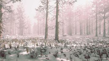 Trees in misty winter forest frosty and foggy video