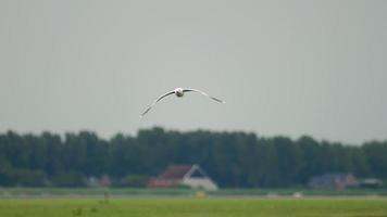 gaivota está em voo sobre um aeroporto