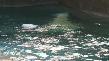 Polar bear playing in water video