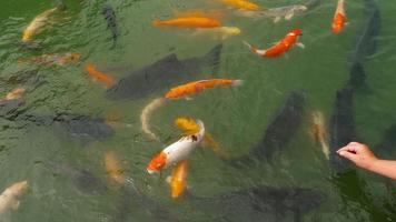 Koi fish and silver carp in pond eating. video