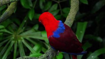 Red Eclectus parrot video