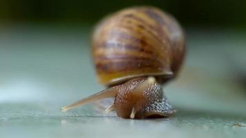 Garden snail crawling, macro video