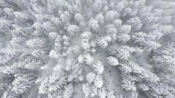 luchtfoto drone uitzicht op een prachtig winterlandschap met pijnbomen bedekt met sneeuw. vallende sneeuw. filmische opname. winter reizen. achtergrond en texturen. video