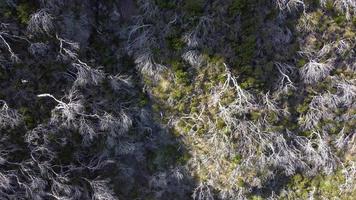 Aerial drone view of burned trees in forest on the cliffs. White trees. Backgrounds and textures.  Cinematic shot. Climate change. Ecology. Environment. video