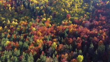 drone aérien du jour d'automne avec de belles feuilles colorées vibrantes dans les arbres. couleurs vert, jaune, marron, rouge, orange. sensation de détente. profiter de la vie. méditation. fond et textures. video