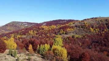 Aerial drone of autumn day with beautiful vibrant colorful leaves in the trees. Green, yellow, brown, red, orange colors. Relaxing feeling. Enjoying life. Meditation. video
