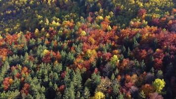 luchtfoto drone van herfstdag met prachtige levendige kleurrijke bladeren in de bomen. groene, gele, bruine, rode, oranje kleuren. ontspannend gevoel. genieten van het leven. meditatie. achtergrond en texturen. video