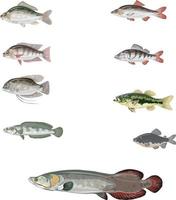 vector de conjunto de peces de agua dulce