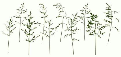 Set with monochrome delicate thin silhouettes of dry wild herbs. Simple wild silhouette of meadow grass. Vector illustration