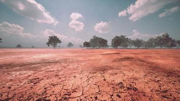 paesaggio della savana africana con alberi di acacia video